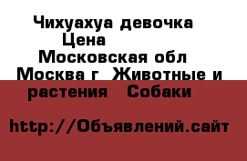 Чихуахуа девочка › Цена ­ 15 000 - Московская обл., Москва г. Животные и растения » Собаки   